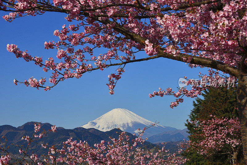 富士山和樱花