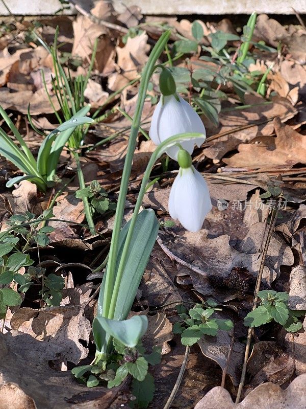 雪花莲花