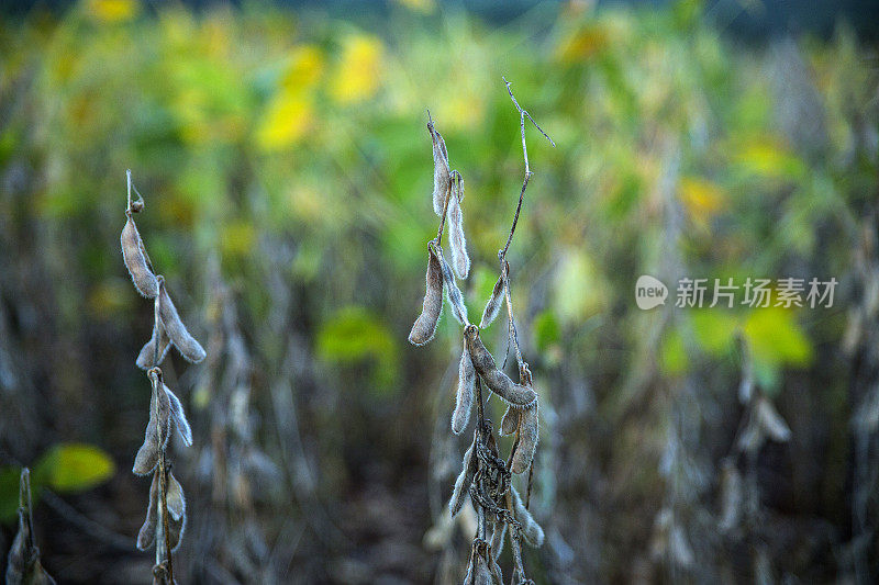 巴西大豆种植