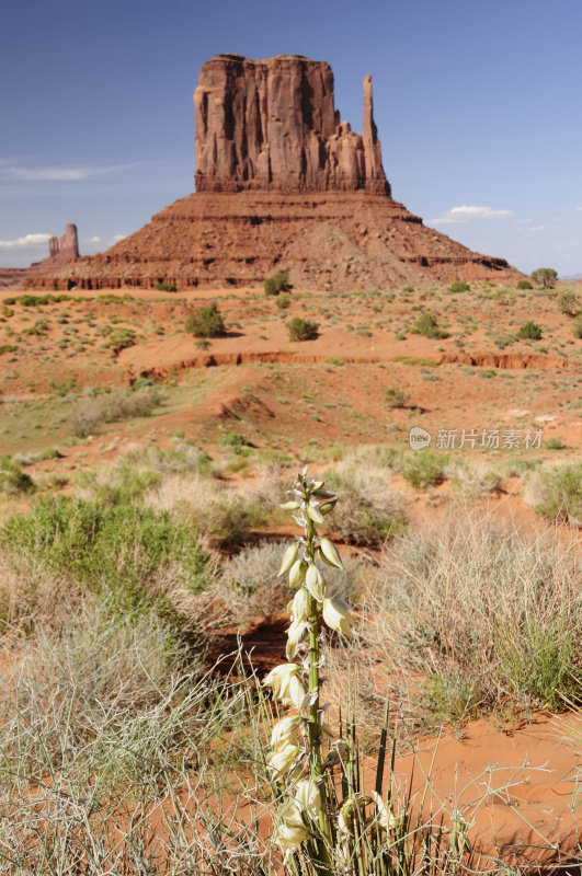 纪念碑谷的Yucca