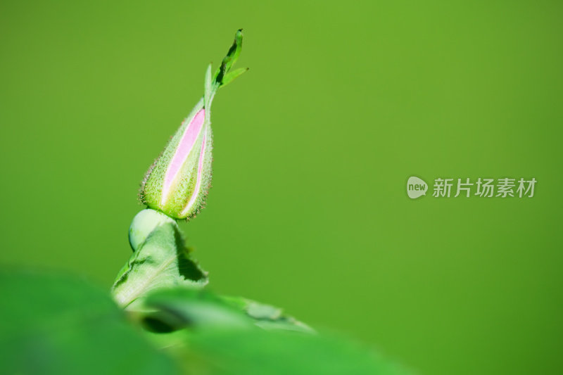 单瓣粉红色野玫瑰花蕾