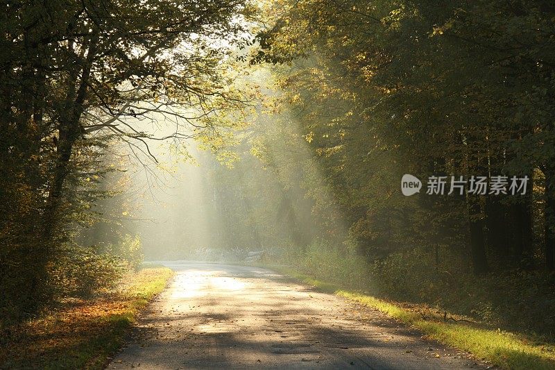 秋天的早晨森林路