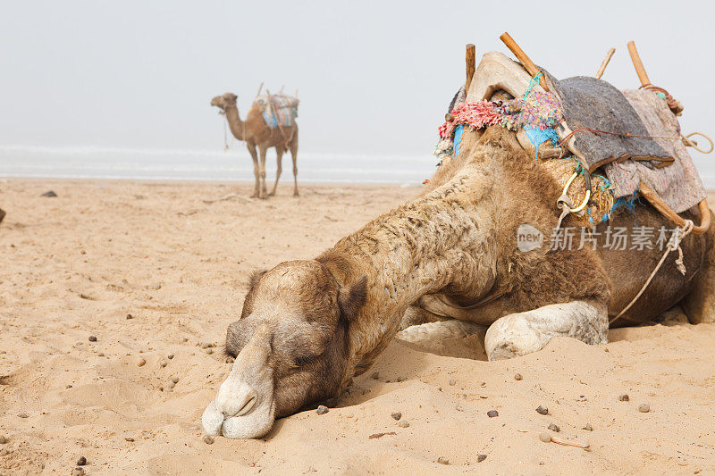 骆驼在海滩