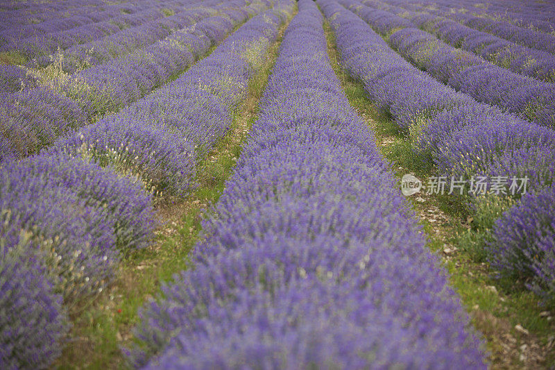 薰衣草花