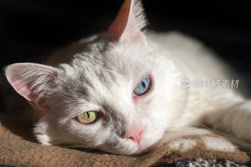 独特的蓝绿眼睛白猫