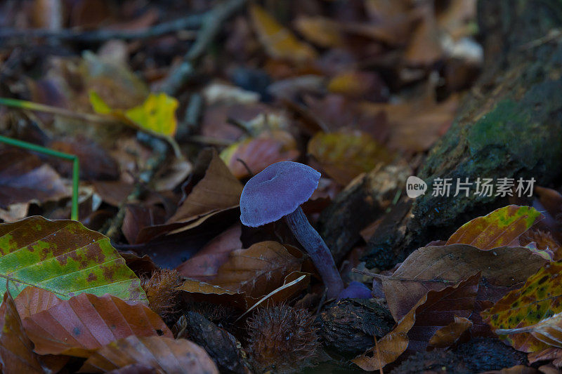 紫色的真菌
