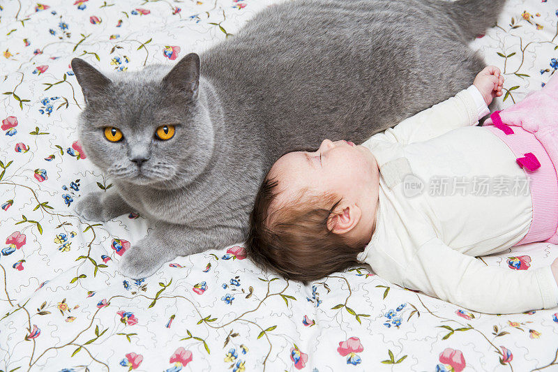 英国短毛猫和可爱的新生女婴在床上