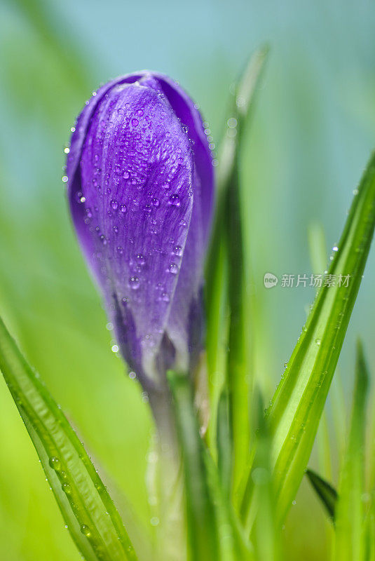 番红花和露水