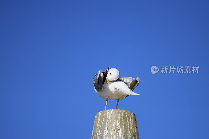 站海鸥(普通海鸥)在蓝天下梳理自己的羽毛