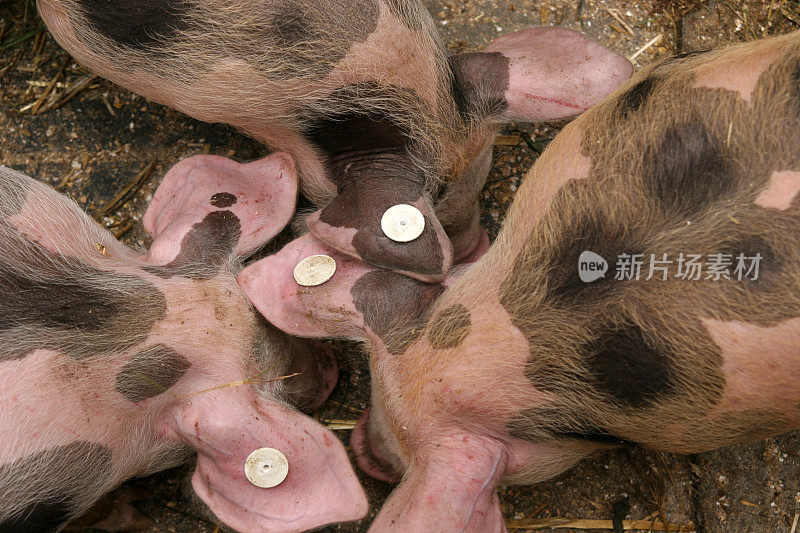 三个猪喂食