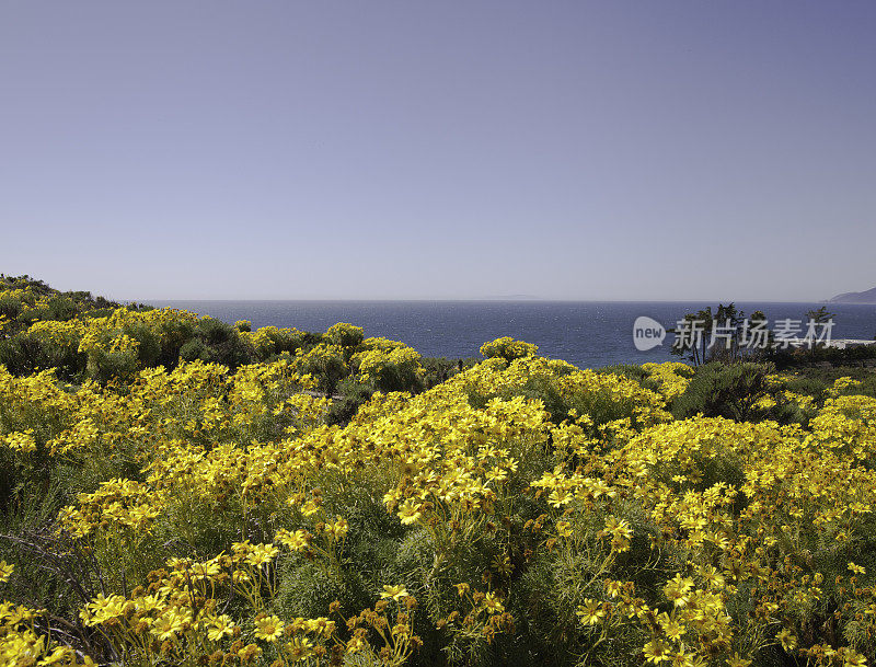 雏菊田野和海景