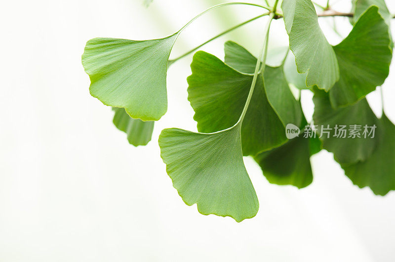 Gingko树叶