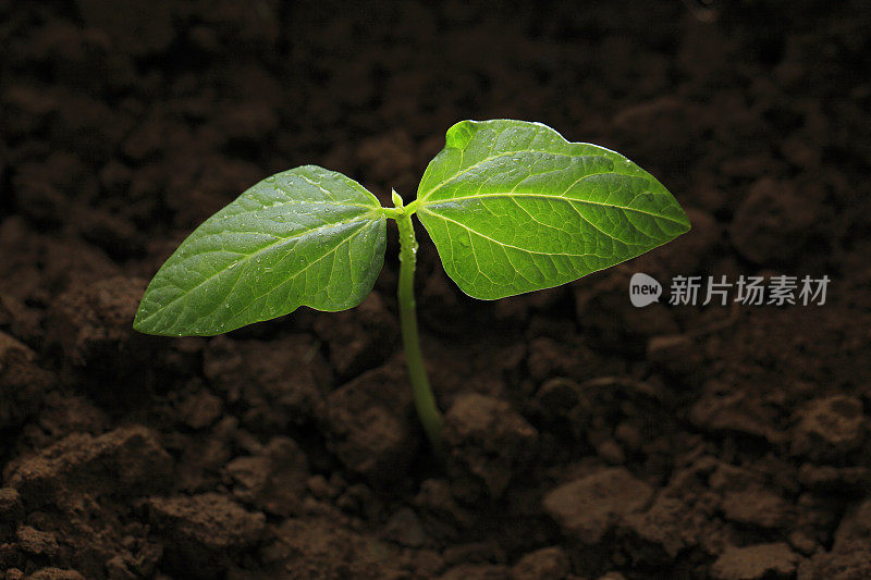 新的生命在黑暗的土壤中生长