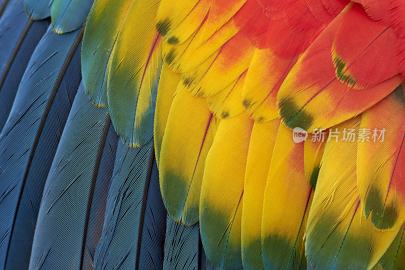 色彩鲜艳的鹦鹉羽毛