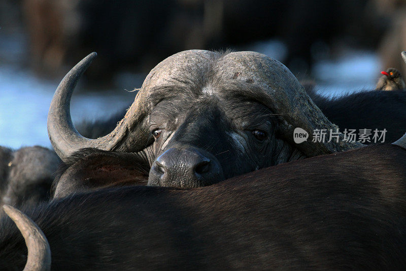 年轻的非洲水牛在看着公牛的后背