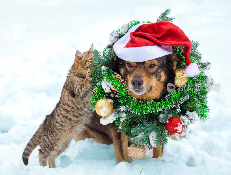 狗戴着圣诞花环和圣诞帽和小猫坐在一起