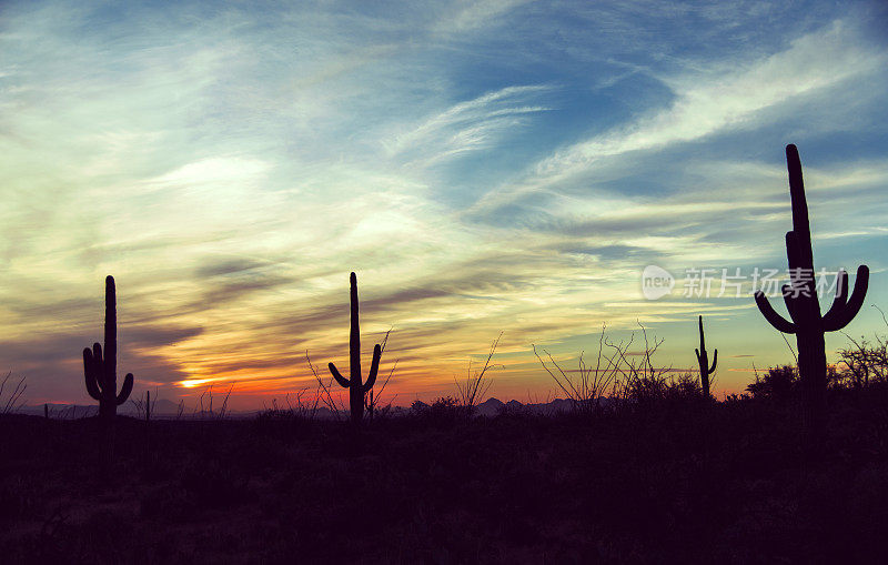 亚利桑那州撒瓜罗国家公园的复古日落