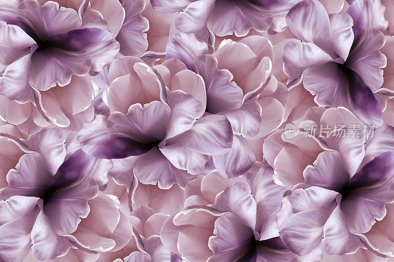 花粉红紫罗兰背景。紫白色大花瓣开郁金香。植物的拼贴画。花组成。大自然。