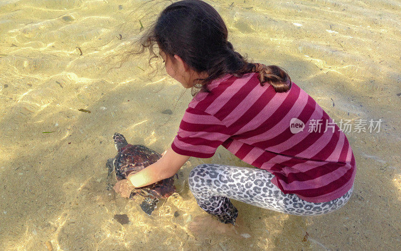 印度尼西亚海滩上的幼年玳瑁海龟
