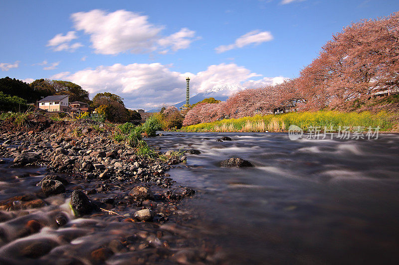日本春天富士山和乌留川樱花的美景。这是一个非常受摄影师和游客欢迎的地方。旅游与自然的概念