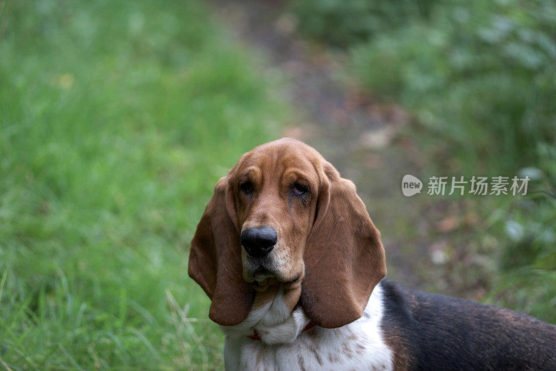 巴塞特猎犬在林间小路上