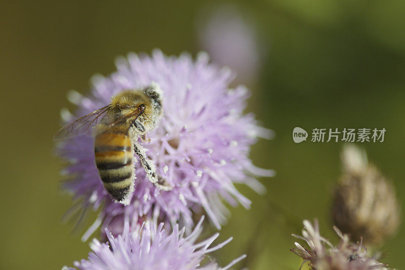 蜜蜂采集花粉