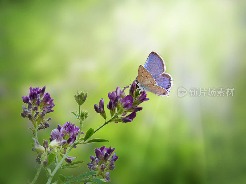 紫花上的蓝蝴蝶