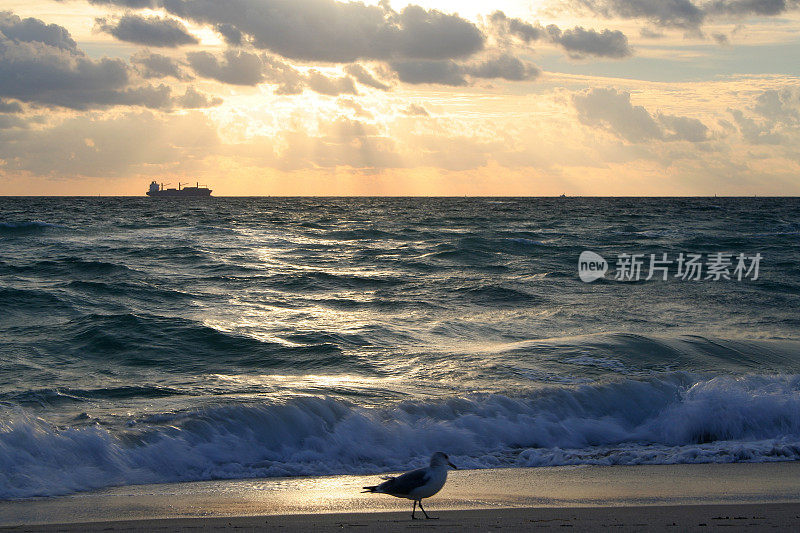 日出在迈阿密南海滩与鸟和剪影船