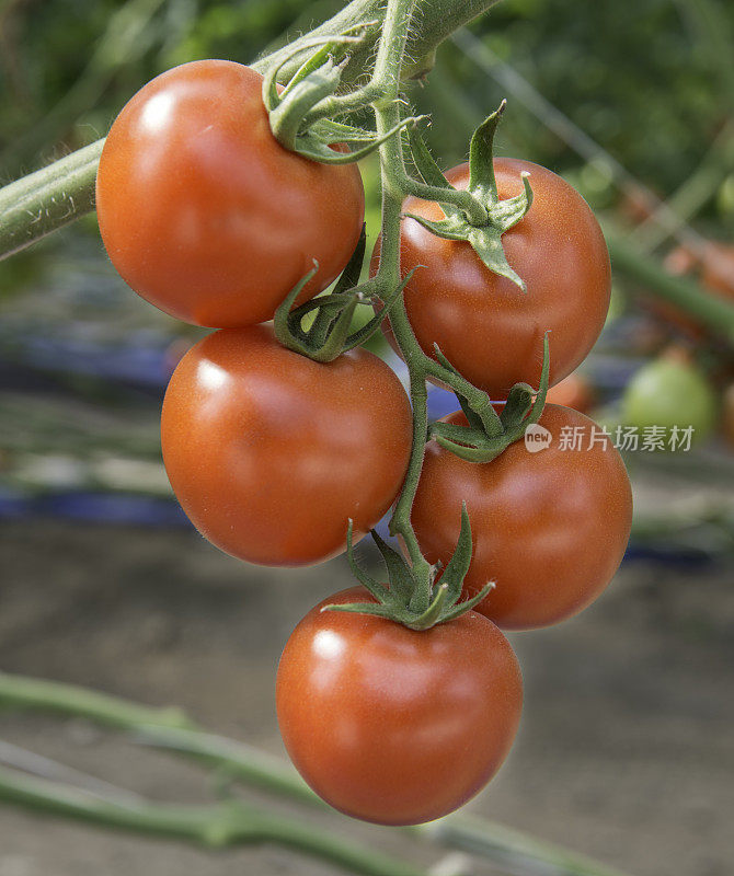 花园里成熟的番茄特写