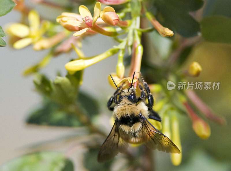 大昆虫美洲大黄蜂(熊蜂)授粉花