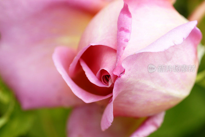 粉红英伦玫瑰