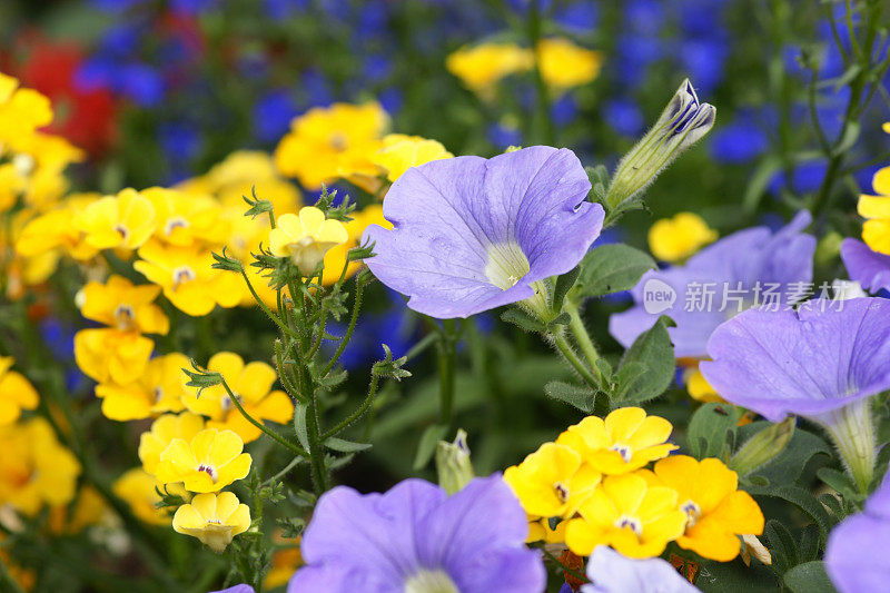 丰富多彩的summerflowers