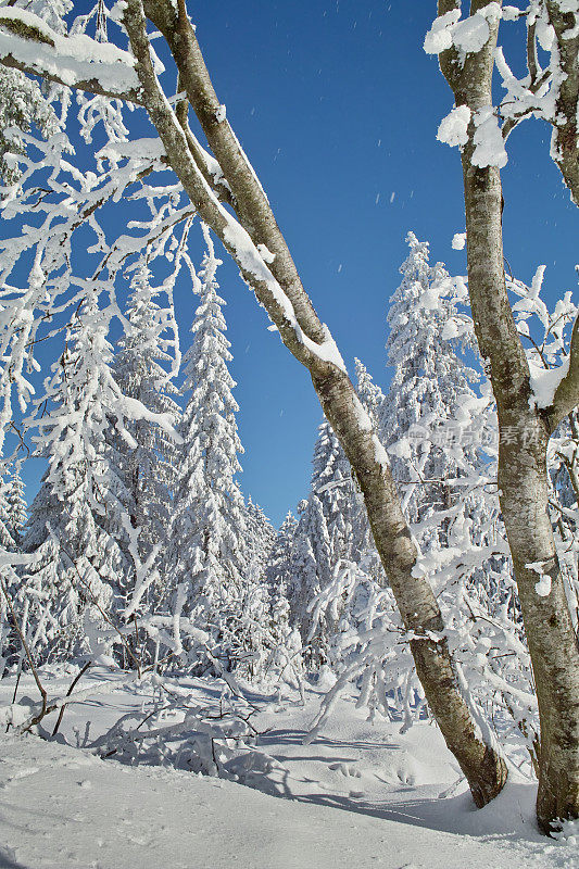 冬天，白雪覆盖的树木和蓝色的天空在黑森林