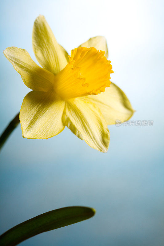 美丽的黄色的水仙花