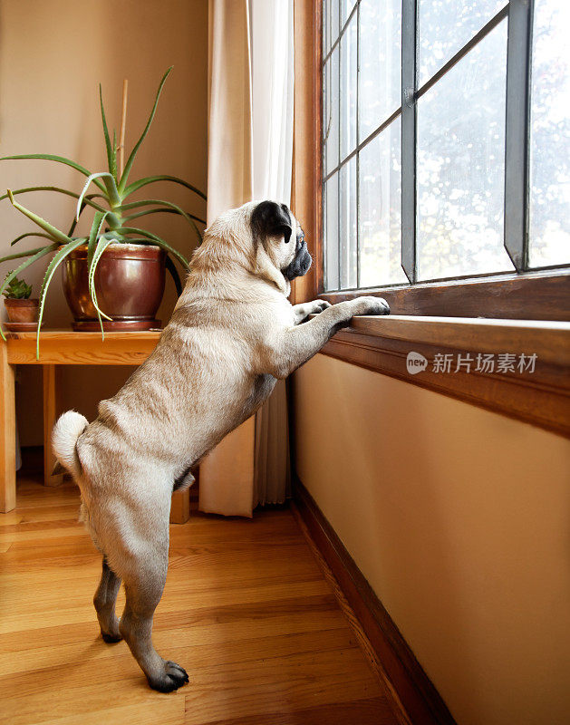可爱的哈巴狗用爪子在窗台上期待着看外面