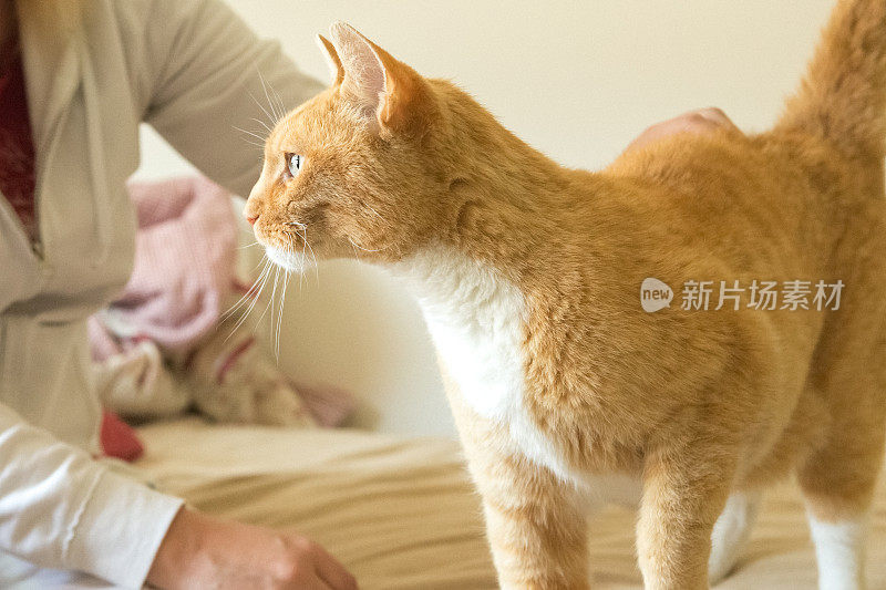 橙色的猫在室内与人