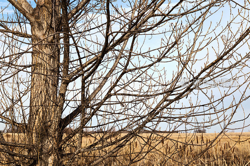 早春杨树在明尼苏达州荒野湿地地区