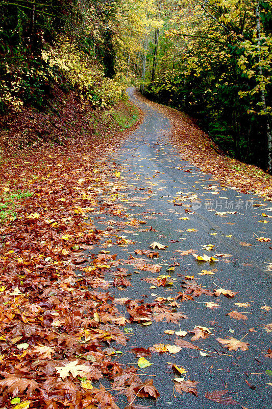 秋天里蜿蜒的乡村路