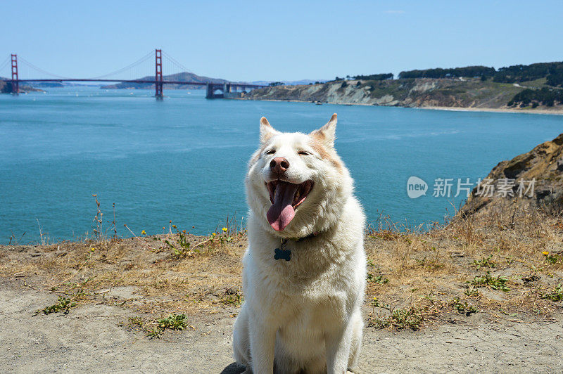 可爱的哈士奇徒步旅行在旧金山的兰兹角