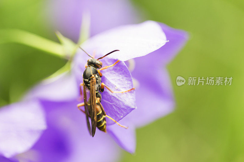 以风铃草为食的纸蜂