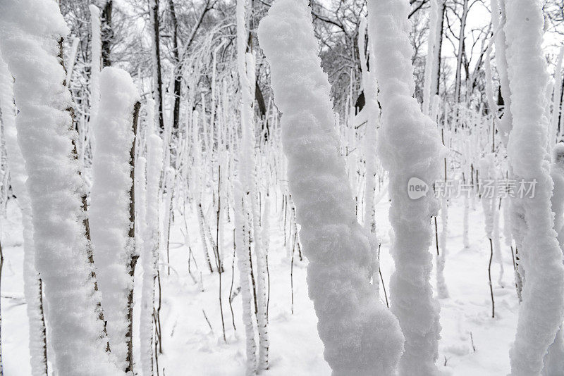 冬天的森林里下雪了