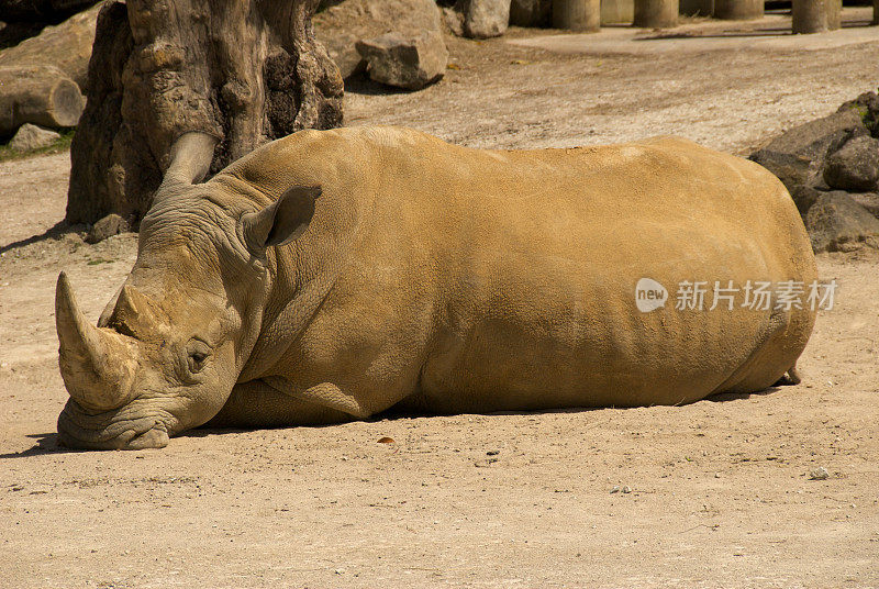 白犀睡觉