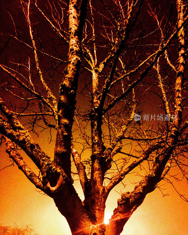 树在夜晚在雾中