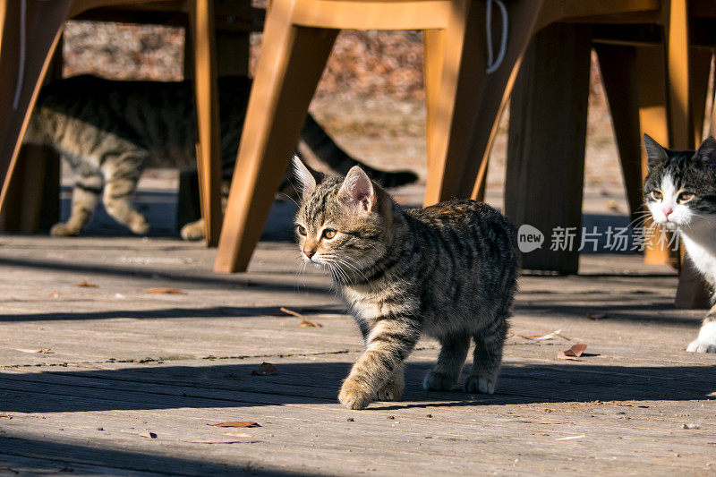 小猫走得很勇敢