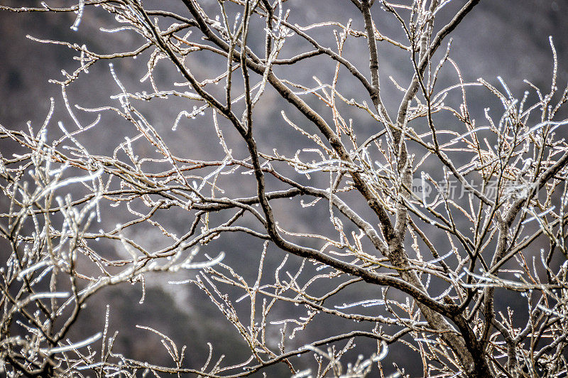 冬季景观――树枝上有冰雪