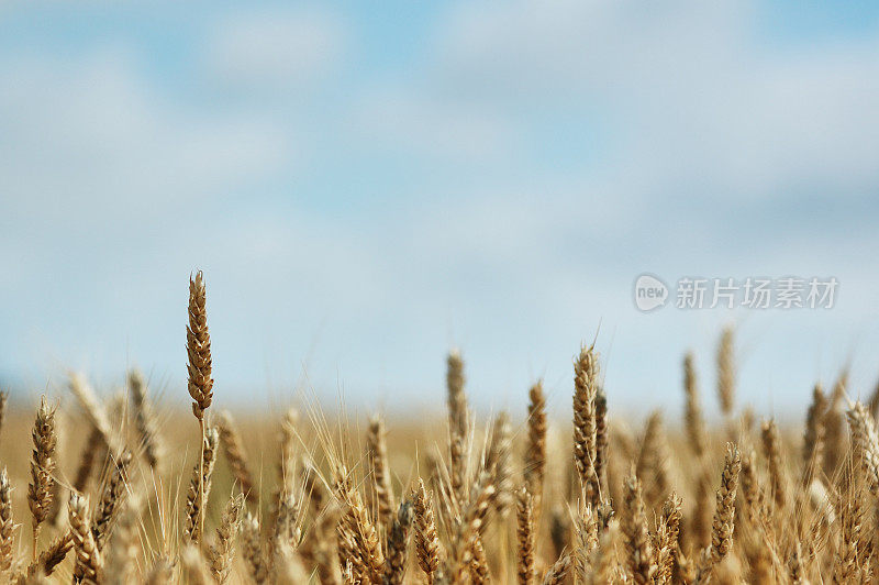 印第安纳wheatfield特写