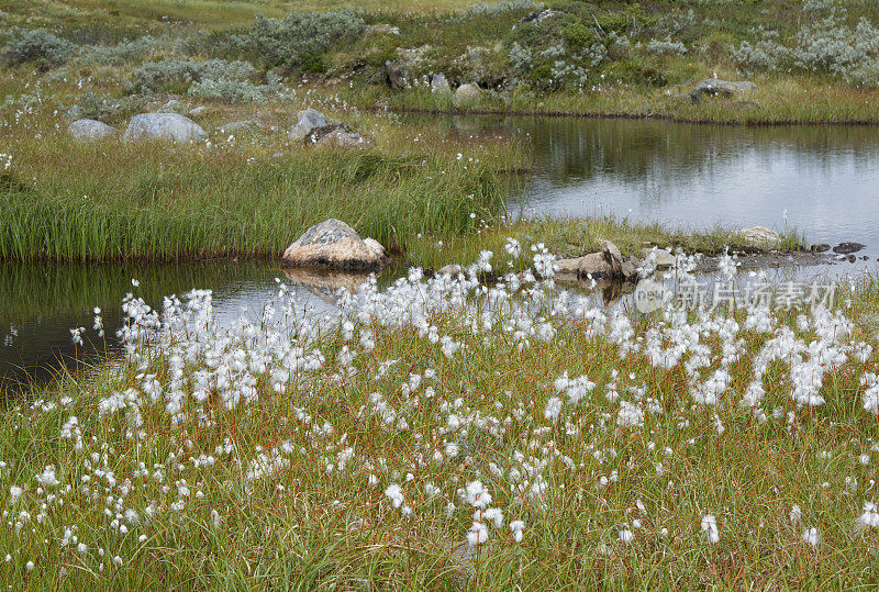 棉草(Eriophorum)夏季在山地湿地