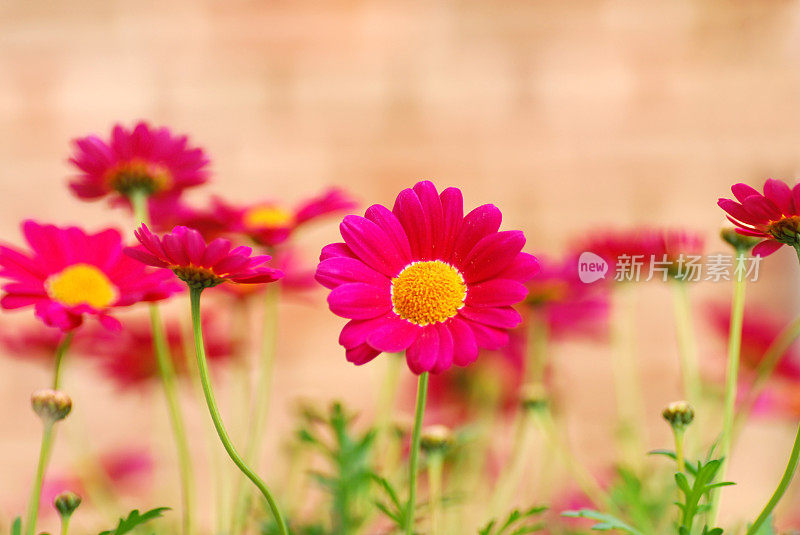 粉红色菊花，横截面为黄色