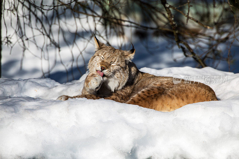 欧亚猞猁躺在雪地里