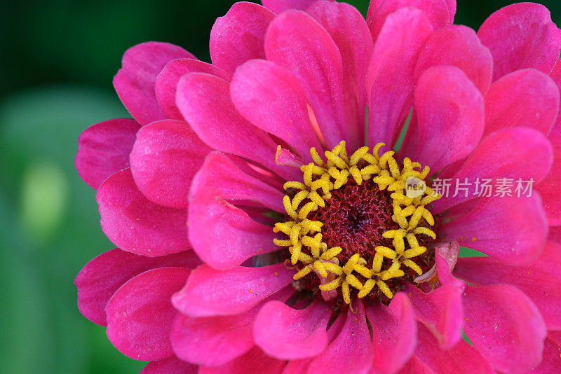 Zinnia在宏观